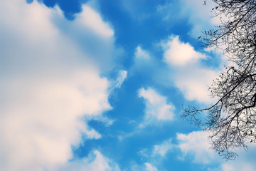 Blue sky with white sheep clouds and tree branches from a tree.