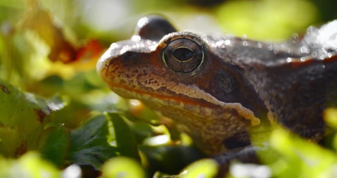 Close-up frog in the wild. hid among leaves and sticks. Macro shooting