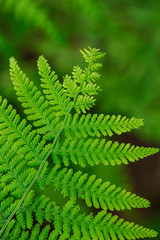 Wild fern in the northern forest. Close-up, small depth of field. Blurred green background.