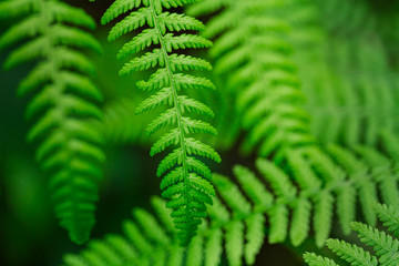 Wild fern in the northern forest. Close-up, small depth of field. Blurred green background. © Stepanov Aleksei