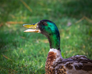 Portrait of a Mallard!