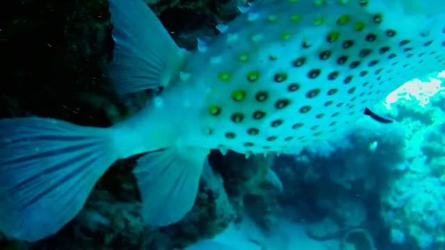 &Auml;gypten. Rotes Meer. Wei&szlig;flecken-Kugelfisch