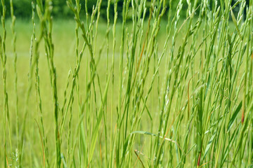 Meadow field with wild grass at sunny summer day. Selective focus