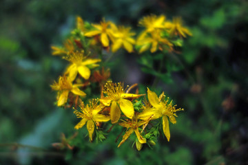 johanniskraut, Hypericum perforatum