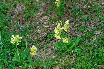 Common Primrose