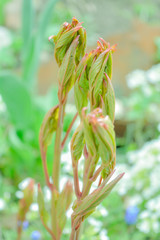 Young sprouts with unblown leaves in buds in spring garden on sunny day