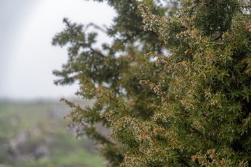 pine tree in the fog