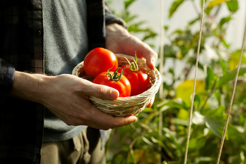 Farmer holding red ripe freshly picked tomatoes in greenhouse close-up with copy space.Harvesting...