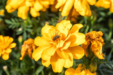 Close-up of fly collecting pollen from a yellow marigold flower at summer