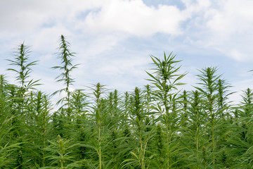 canabis on marijuana field ganja farm sativa leaf weed medical hemp hash plantation cannabis legal or illegal drug