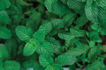 mint leave background