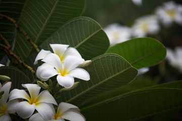 White Plumeria flowers are blooming on the tree
