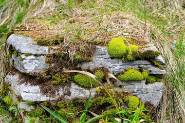 moss on rocks