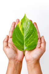 Save Tree concept, green leafs on Hand
