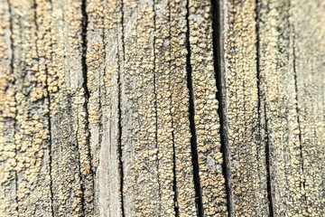 Fototapeta premium Macro photo of textured background of old grey faded boards covered with fungus and moss from old age