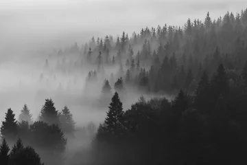 Selbstklebende Fototapete Wald im Nebel Schöner Sonnenaufgang am Waldrand