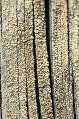 Obraz premium Macro photo of textured background of old grey faded boards covered with fungus and moss from old age