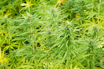 canabis on marijuana field ganja farm sativa leaf weed medical hemp hash plantation cannabis legal or illegal drug