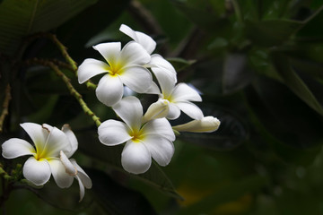 White Plumeria flowers are blooming on the tree