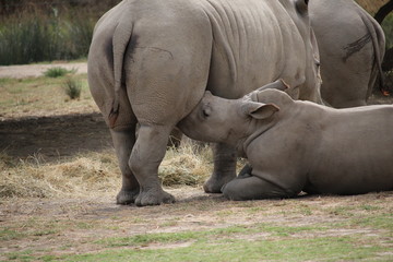 Naklejka premium fête des mères rhino