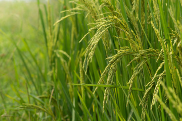 close up Ear of green rice