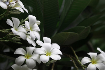 White Plumeria flowers are blooming on the tree