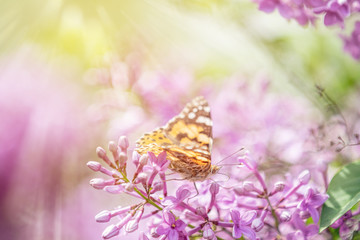 Beautiful pink violet lilac syringa flowers and fluttering butterfly on nature outdoors, close-up macro. Magic artistic image. Toned in sunny light tones.
