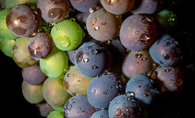 Invaiatura dell'uva