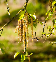 Blooming birch catkins in spring. Baden Baden, Baden Wuerttemberg, Germany, Europe
