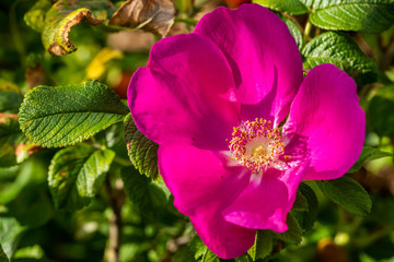 Obraz premium Dog-rose pink flower in park at summer