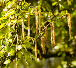 Blooming birch catkins in spring. Baden Baden, Baden Wuerttemberg, Germany, Europe