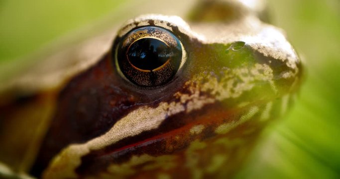 Close-up frog in the wild. hid among leaves and sticks. Macro shooting