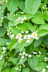 White jasmine bush blossoming in summer day