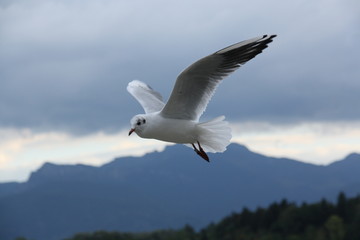 Möwe, Berge,
