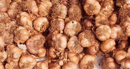 Garlic on market stall, Buehl, Baden Wuerttemberg, Germany, Europe