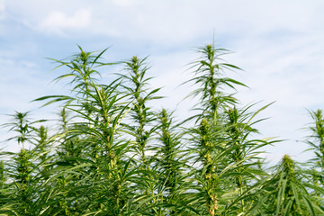 Naklejka premium canabis on marijuana field ganja farm sativa leaf weed medical hemp hash plantation cannabis legal or illegal drug