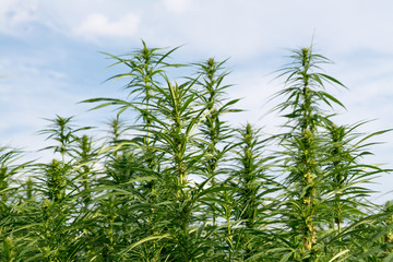 canabis on marijuana field ganja farm sativa leaf weed medical hemp hash plantation cannabis legal or illegal drug