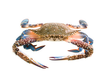 Fresh sea crab on white background.