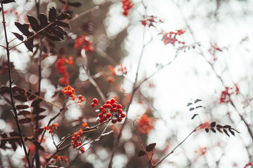 Red ashberry on white sky background with nobody