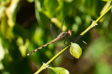A green and black female Band-Winged Dragonlet Dragonfly (Erythrodiplax umbrata) in Stuart, Martin County, Florida, USA