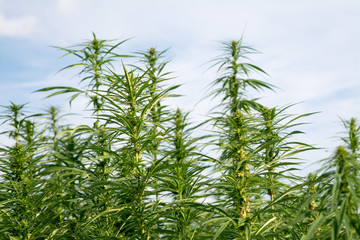 canabis on marijuana field ganja farm sativa leaf weed medical hemp hash plantation cannabis legal or illegal drug