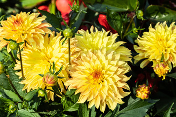 Beautiful yellow dahlia Lake Ontario flowers in summer garden