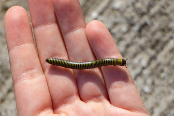Bumble Bee Millipede (Anadenobolus monilicornis) in child's hand at Indian Riverside Park, Jensen...