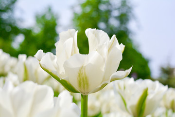 Obraz premium Blooming white tulips in summer garden. Beautiful spring and summer background