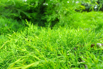 Closeup of green leaves of Thuja as nature background or wallpaper texture