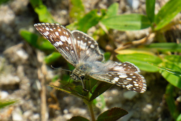 White Checkered-Skipper Butterfly (Pyrgus albescens)