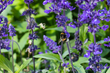 Close-up of bumblebee collecting pollen from a blue salvia officinalis flower at summer