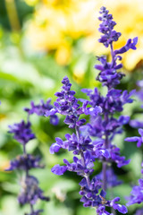 Fototapeta premium Beautiful blue flowers of salvia officinalis at summer