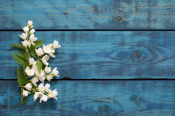 Simple spring border with flowering jasmine twigs on blue wooden background - text space