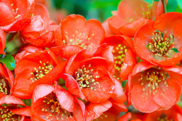 Close up of red flowers on bush branch. Blooming bush with green leaves and red